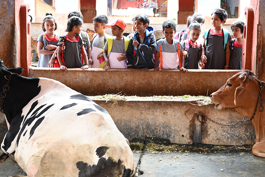 Observation of Animal Life